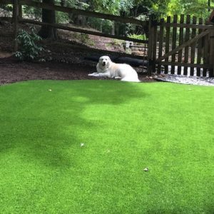 dog laying next to residential lawn turf